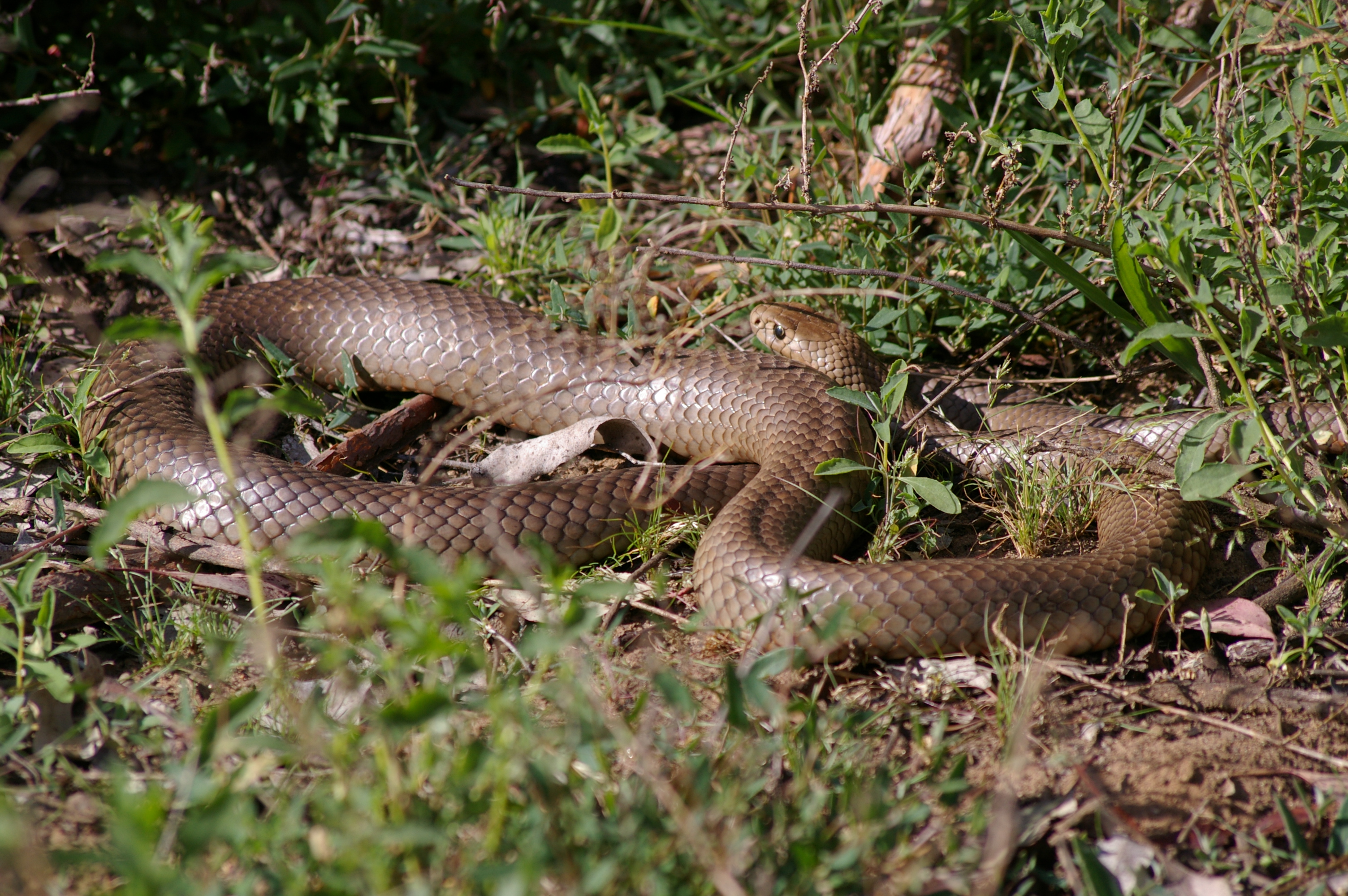 Мулга змея. Eastern Brown Snake. Коричневые змеи (Pseudonaja). Сетчатая коричневая змея.