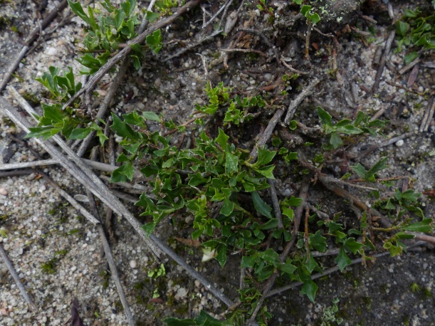 dodonaea-procumbens-trailing-hop-bush-seasonal-wetland-in-heathy-banksia-woodland-dutson-downs-vic-4-6-2014-1
